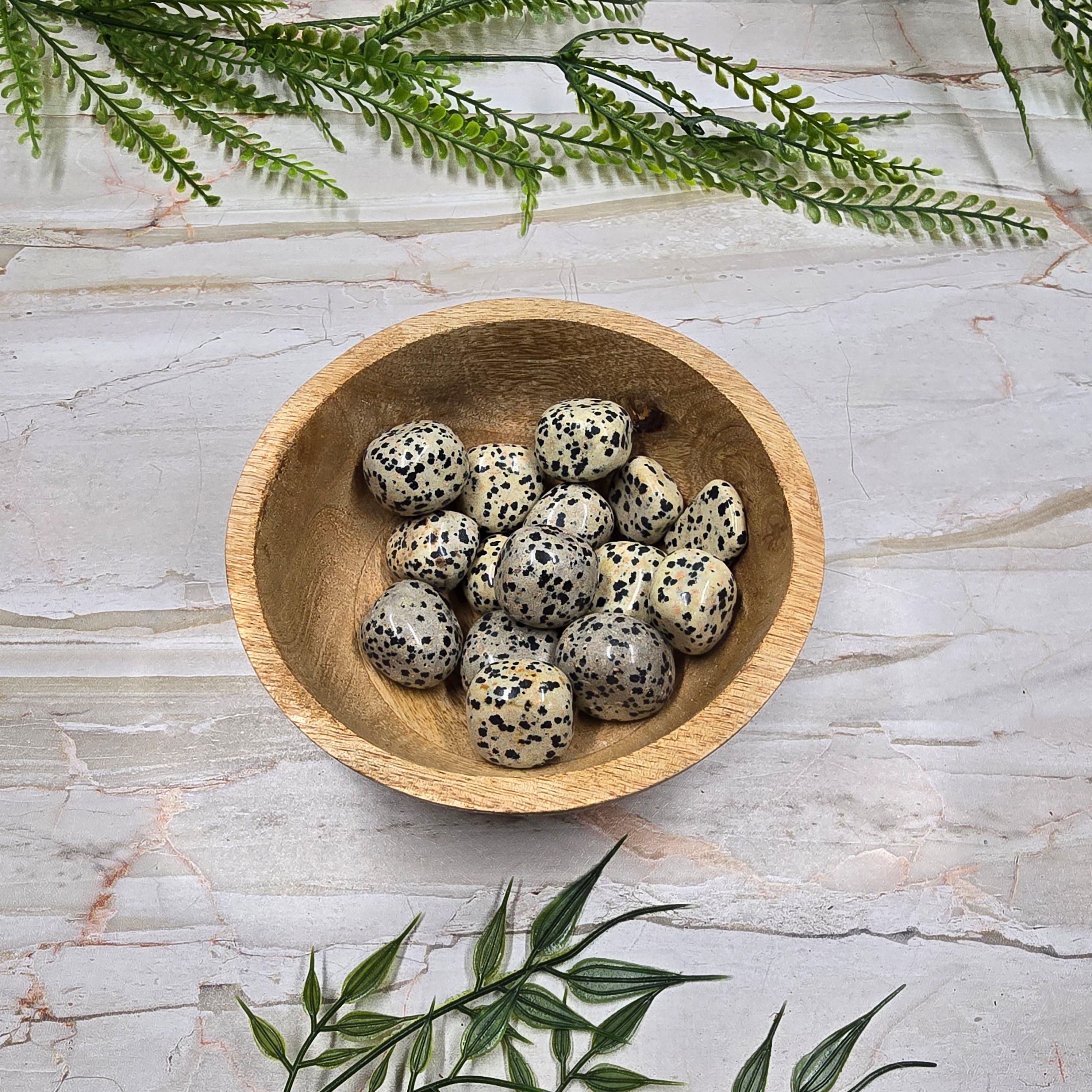 Jaspe Dalmatien – Joie & Protection 🐾🤎